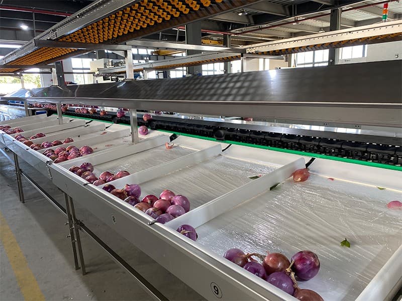 onion packing machine.jpg